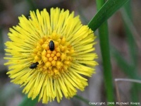 image of flower
