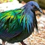 image of bird