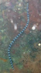 image of sea_snake