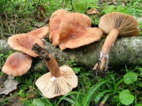image of mushrooms