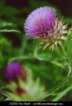 image of cardoon