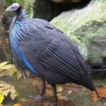 image of bird