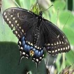 image of animal