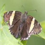 image of banded_butterfly #21