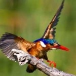 image of bird