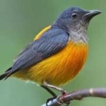 image of bird