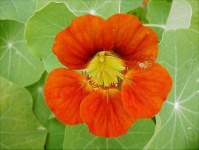 image of flower