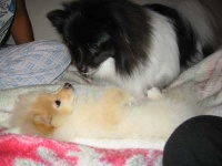 image of pomeranian