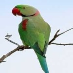 image of alexandrine_parakeet #11