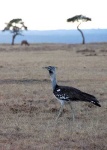 image of bustard #34