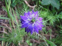 image of flower