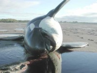 image of killer_whale