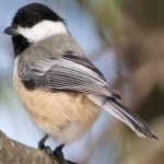 image of bird