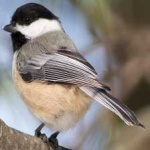 image of black_capped_chickadee #7