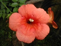 image of flower