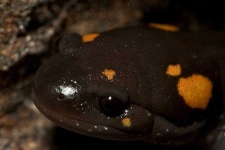 image of spotted_salamander