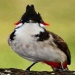 image of bird