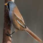 image of bird