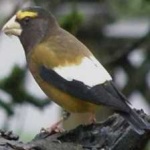 image of bird