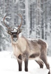 image of reindeer #20