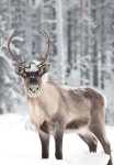 image of animal