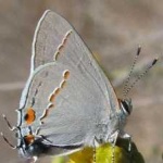 image of hairstreak #9