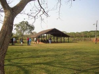 image of thatch