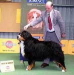 image of bernese_mountain_dog #9