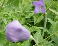 image of balloon_flower #15