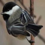 image of bird