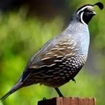 image of bird