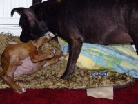image of staffordshire_bullterrier