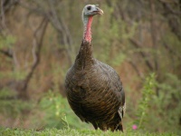 image of animal