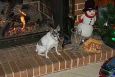 image of toy_terrier