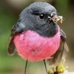 image of bird