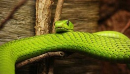 image of green_mamba