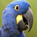 image of bird