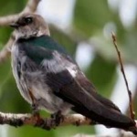 image of bird