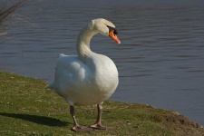 image of swan #1