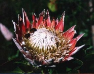 image of flower