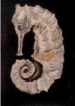 image of sea_horse