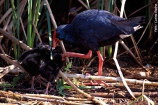 image of european_gallinule #16