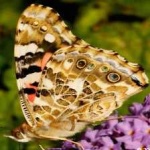 image of animal
