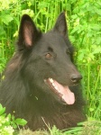 image of groenendael