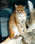 image of animal