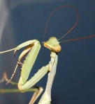 image of mantis
