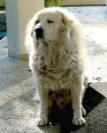image of great_pyrenees