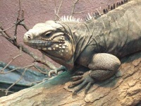 image of common_iguana