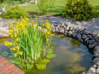 image of wetland