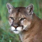 image of cougar_face